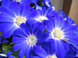 青い青い花.jpeg